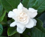 Gardenia Jasminoides