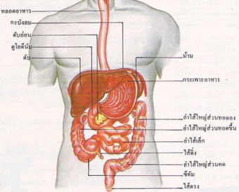 intestine, ลำไส้, ท้องผูก, อาหารไม่ย่อย, ท้องอืด, กรดไหลย้อน, แก๊สเยอะ, เรอบ่อย, ผายลมบ่อย