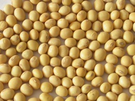 soybean,ถั่วเหลือง