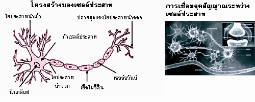 การทำงานของสมอง